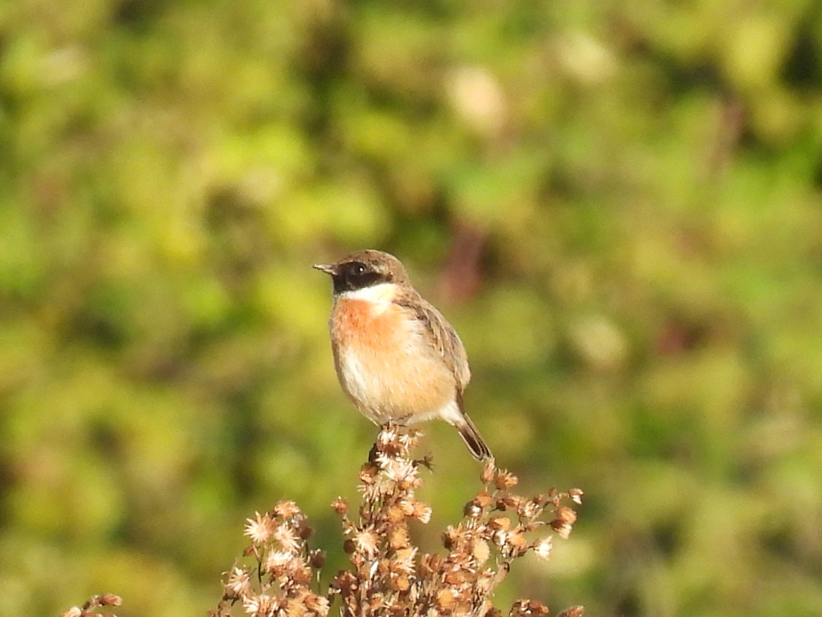 European Stonechat - ML647135735