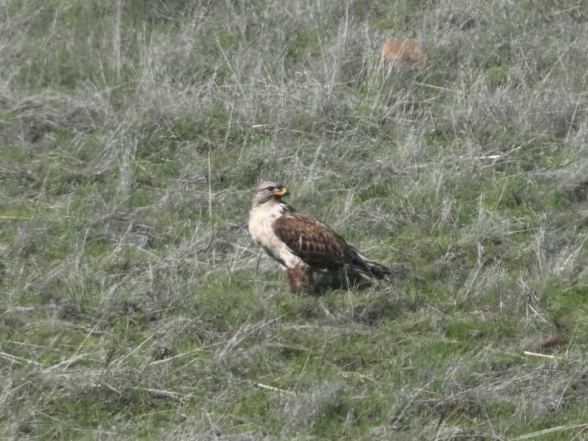 Ferruginous Hawk - ML647135739