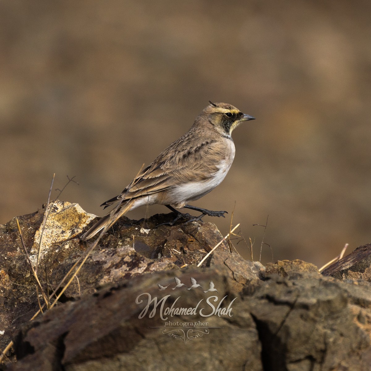 Жайворонок рогатий - ML647135744