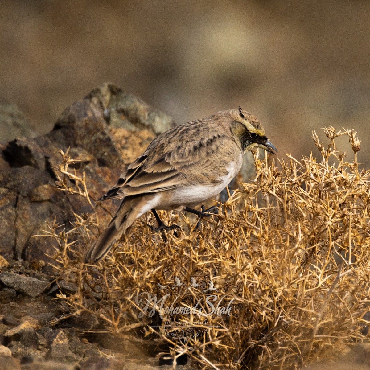 Жайворонок рогатий - ML647135745