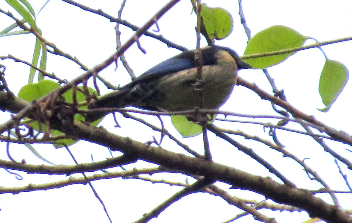 Black-headed Tanager - ML647135746
