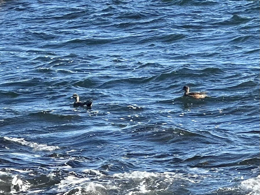 American Wigeon - ML647135747