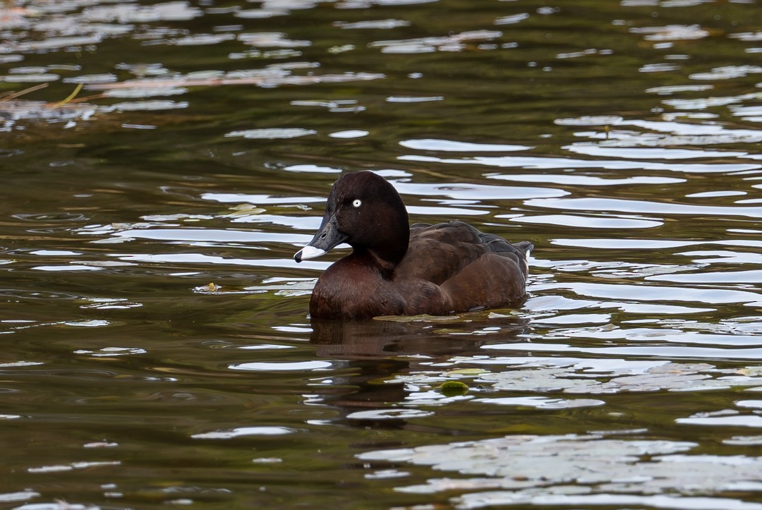 Hardhead - ML647135764