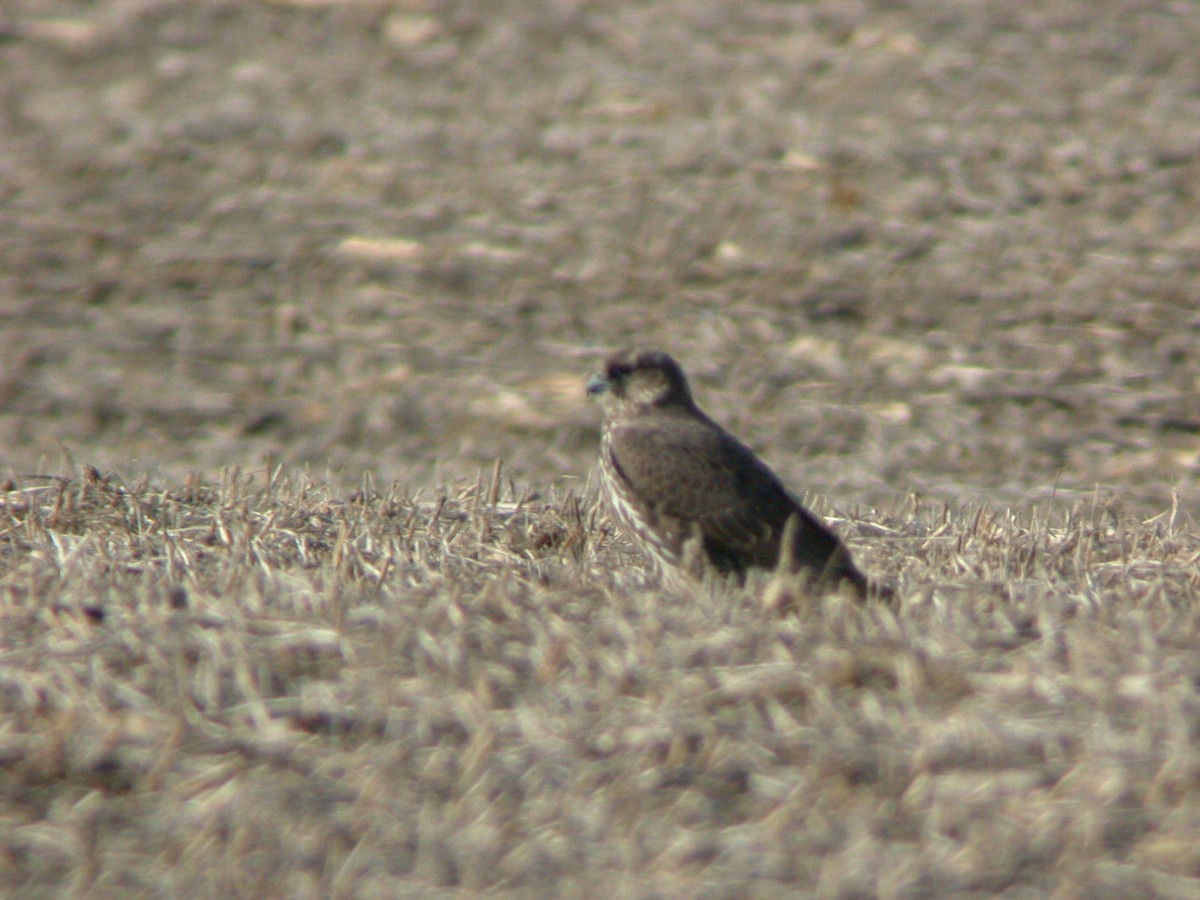 Gyrfalcon - ML647135771