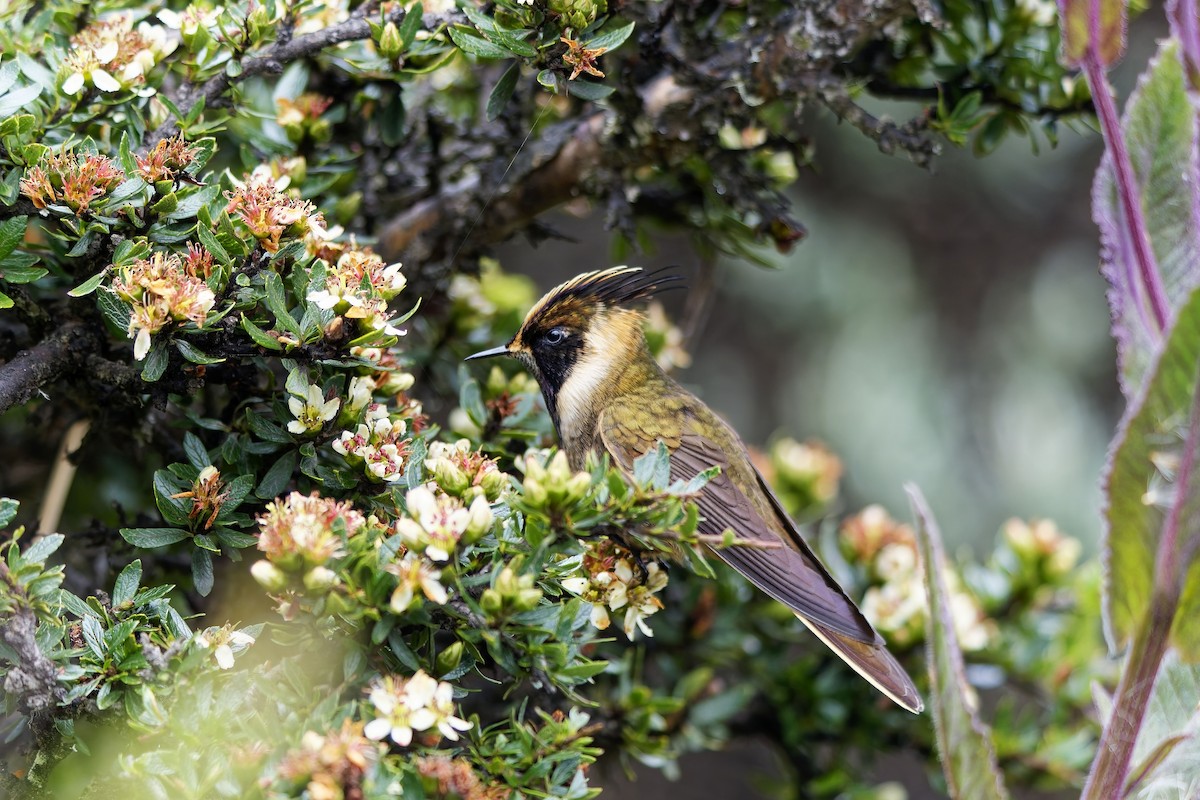 Buffy Helmetcrest - ML647135773