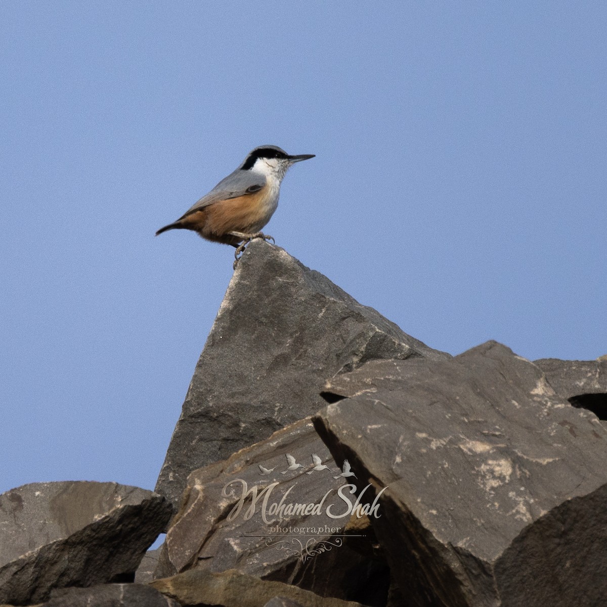 Eastern Rock Nuthatch - ML647135775