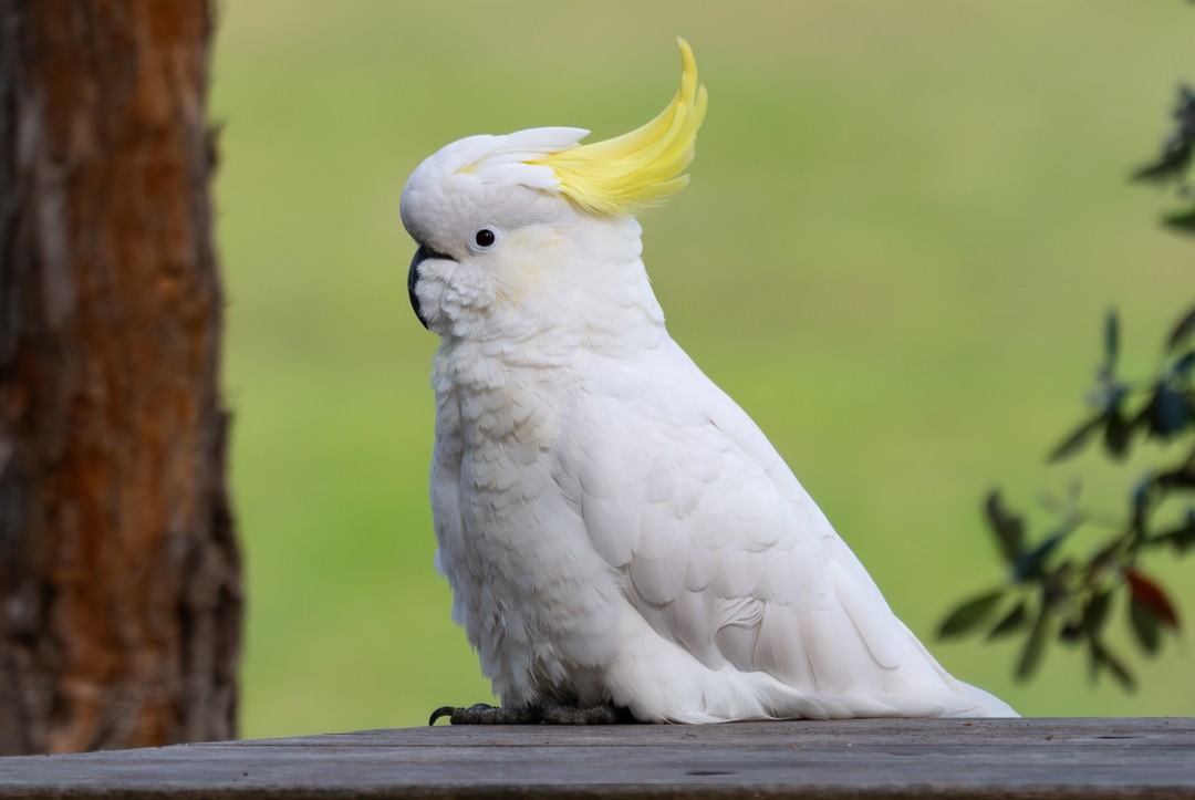 Какаду жовточубий - ML647135779