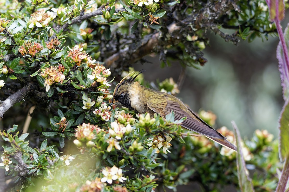 Buffy Helmetcrest - ML647135791