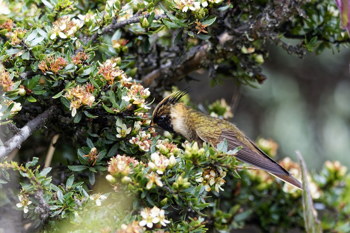 Buffy Helmetcrest - ML647135792