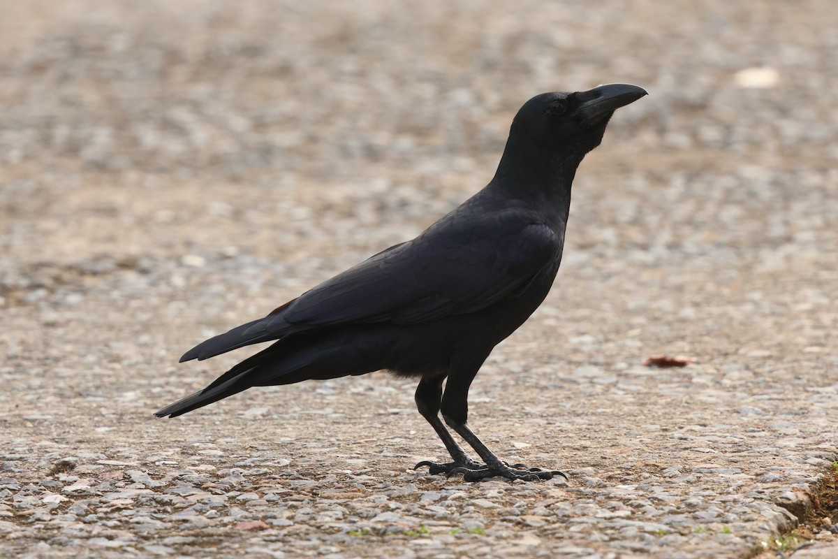Large-billed Crow - ML647135796