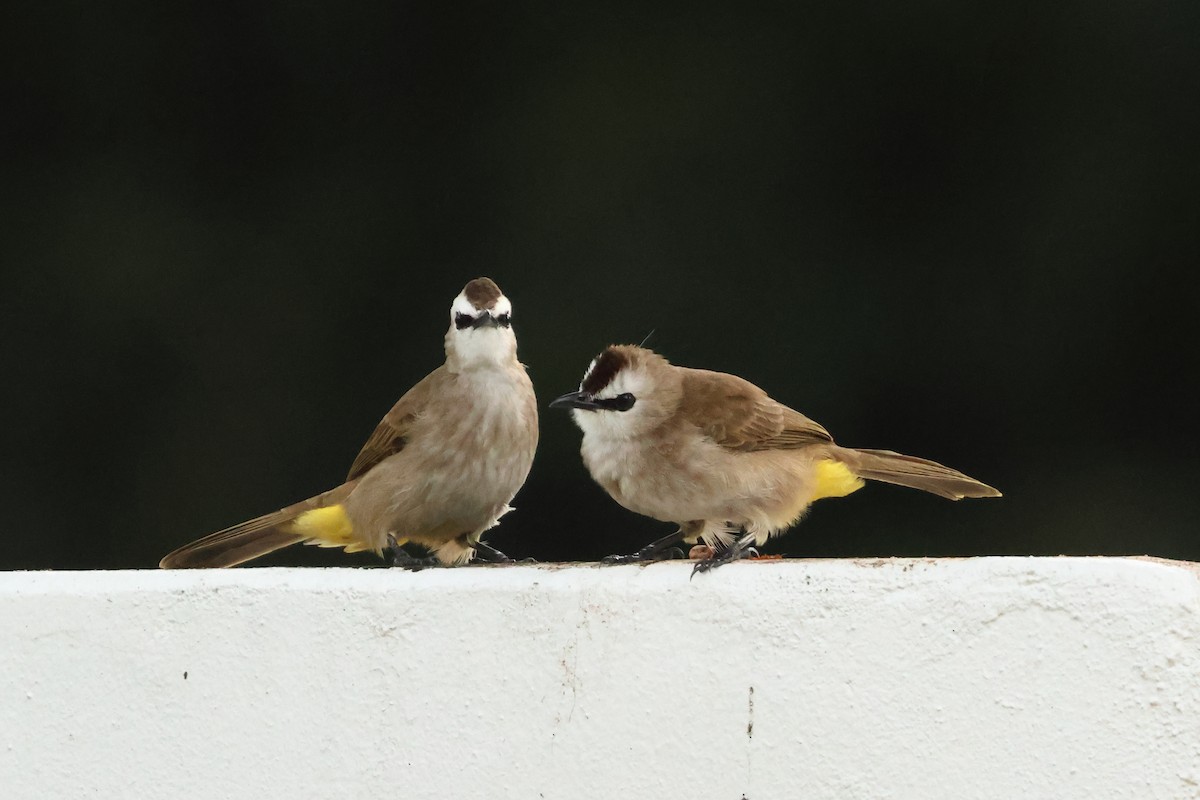 Бюльбюль широкобровий - ML647135803