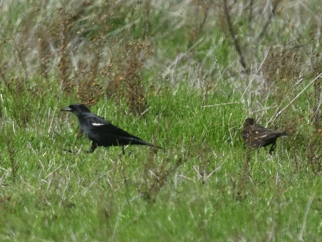 Tricolored Blackbird - ML647135832