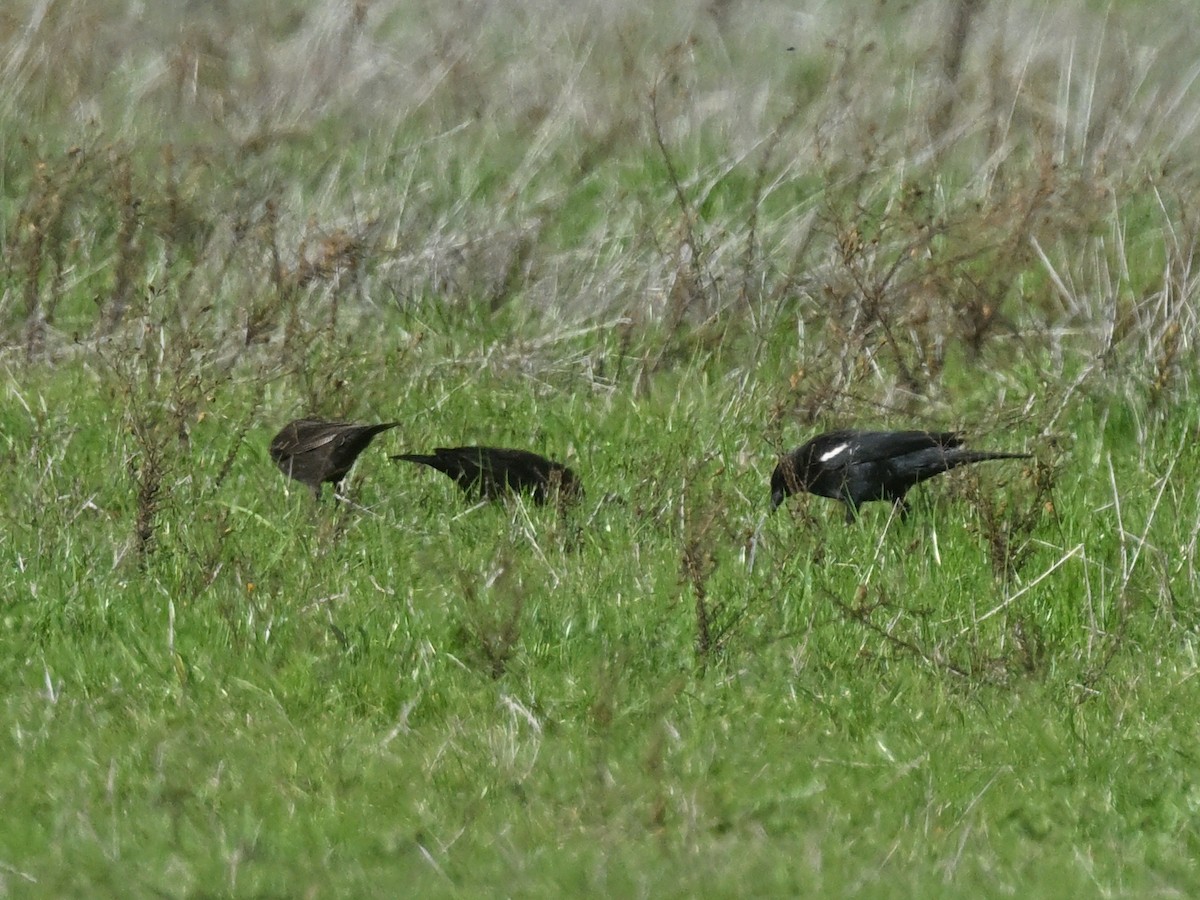 Tricolored Blackbird - ML647135833