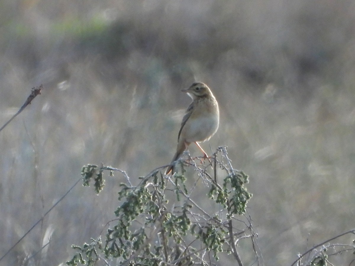 Степной конёк - ML647135843