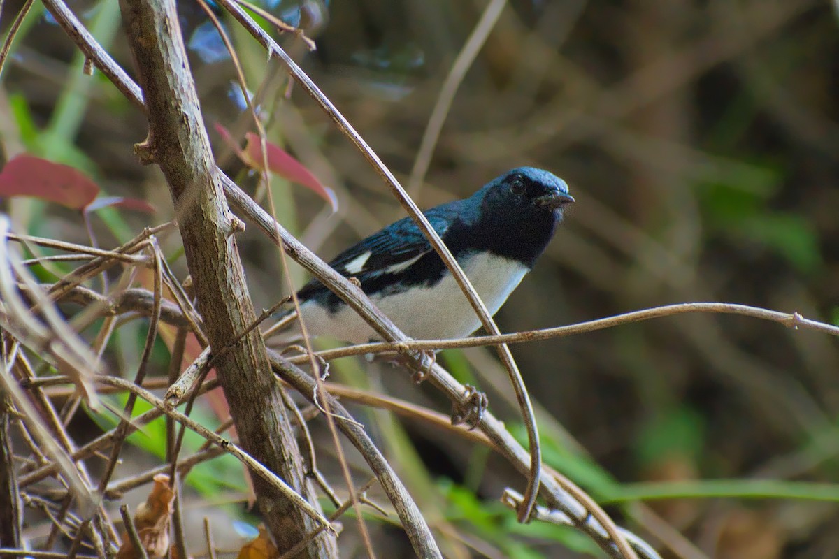 Black-throated Blue Warbler - ML647135844