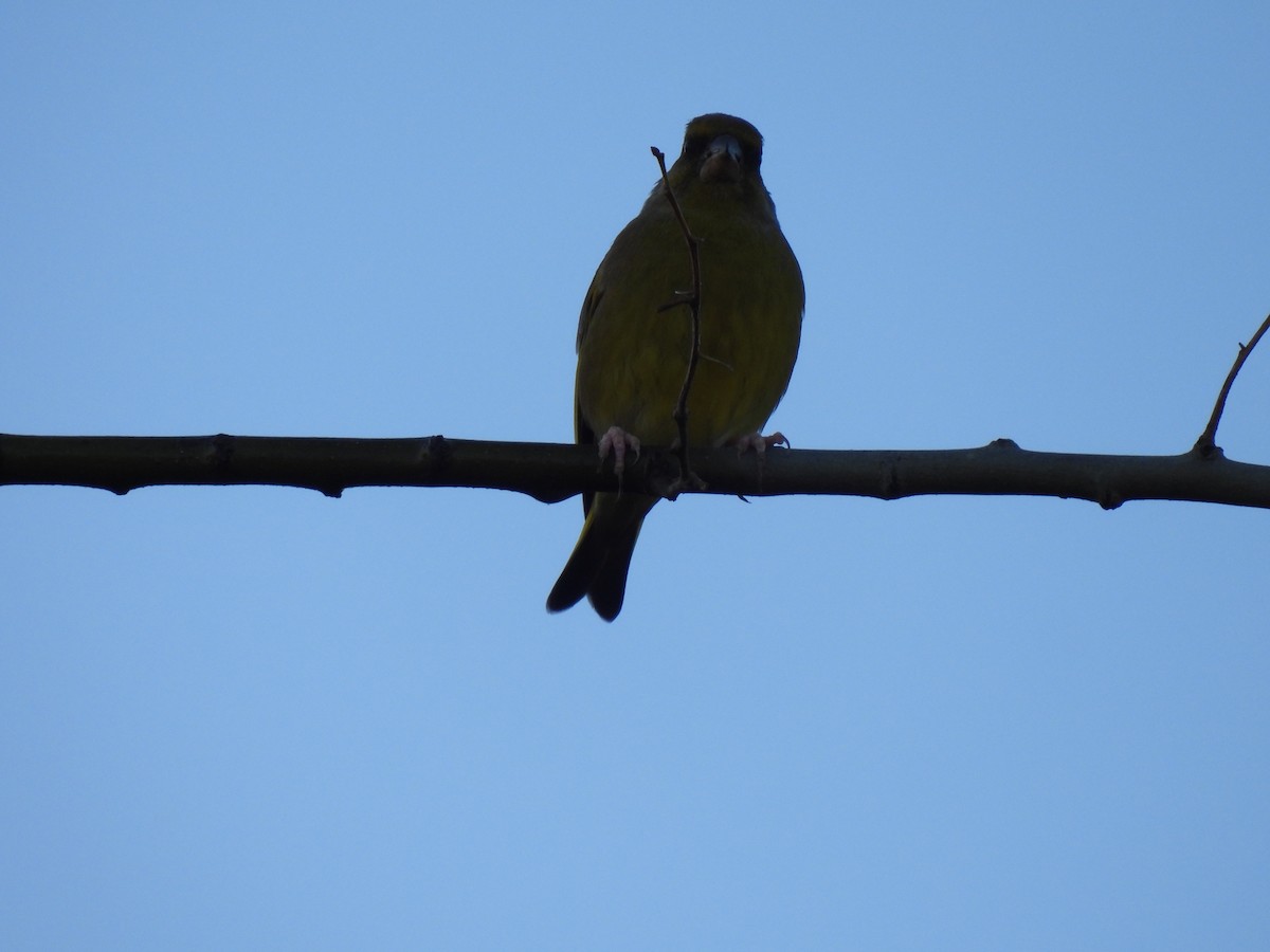 European Greenfinch - ML647135847