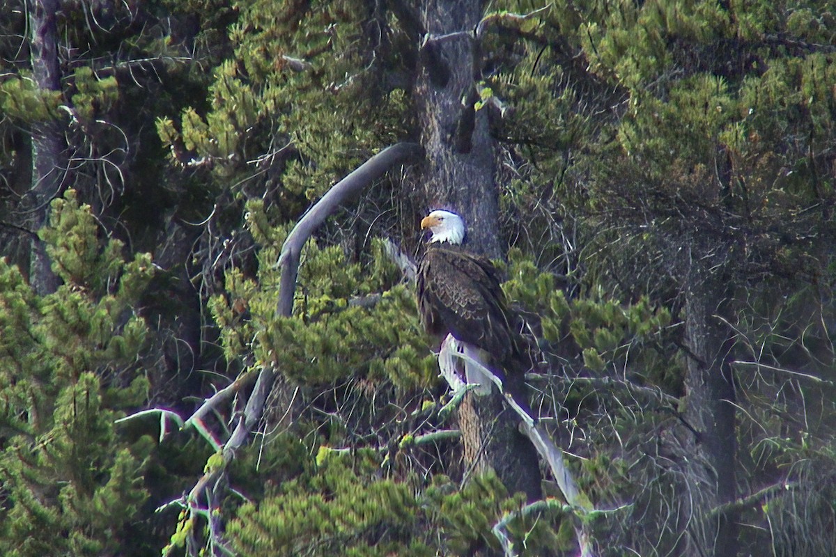 עיטם לבן-ראש - ML647135848