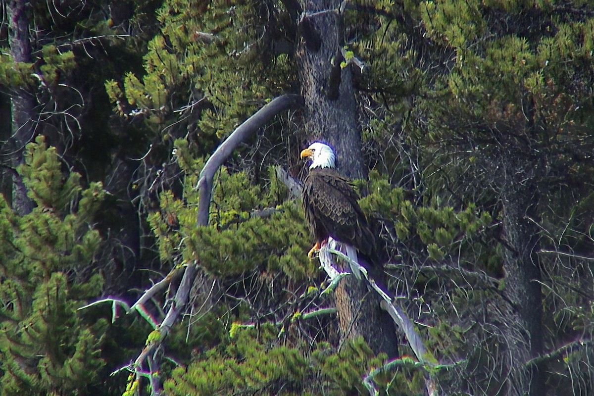 עיטם לבן-ראש - ML647135849