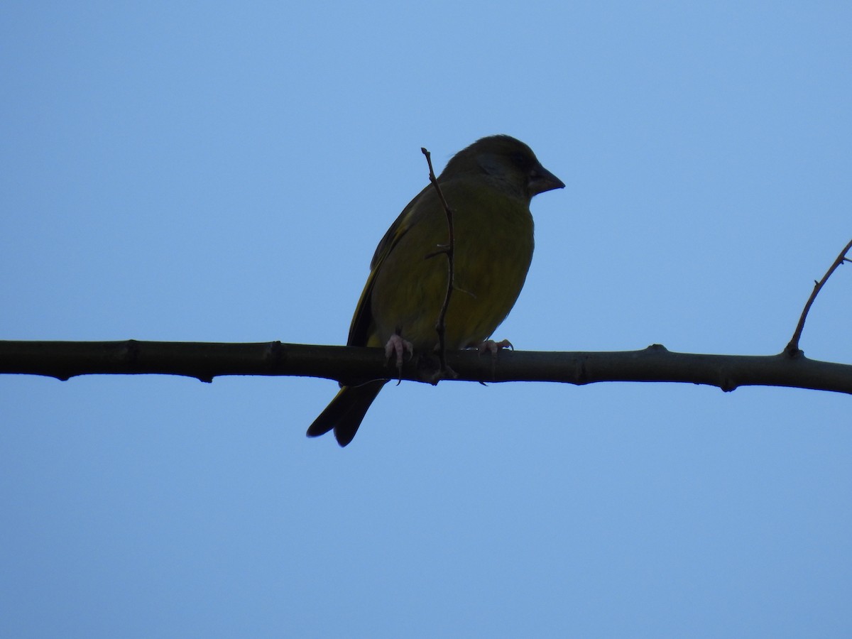 European Greenfinch - ML647135853