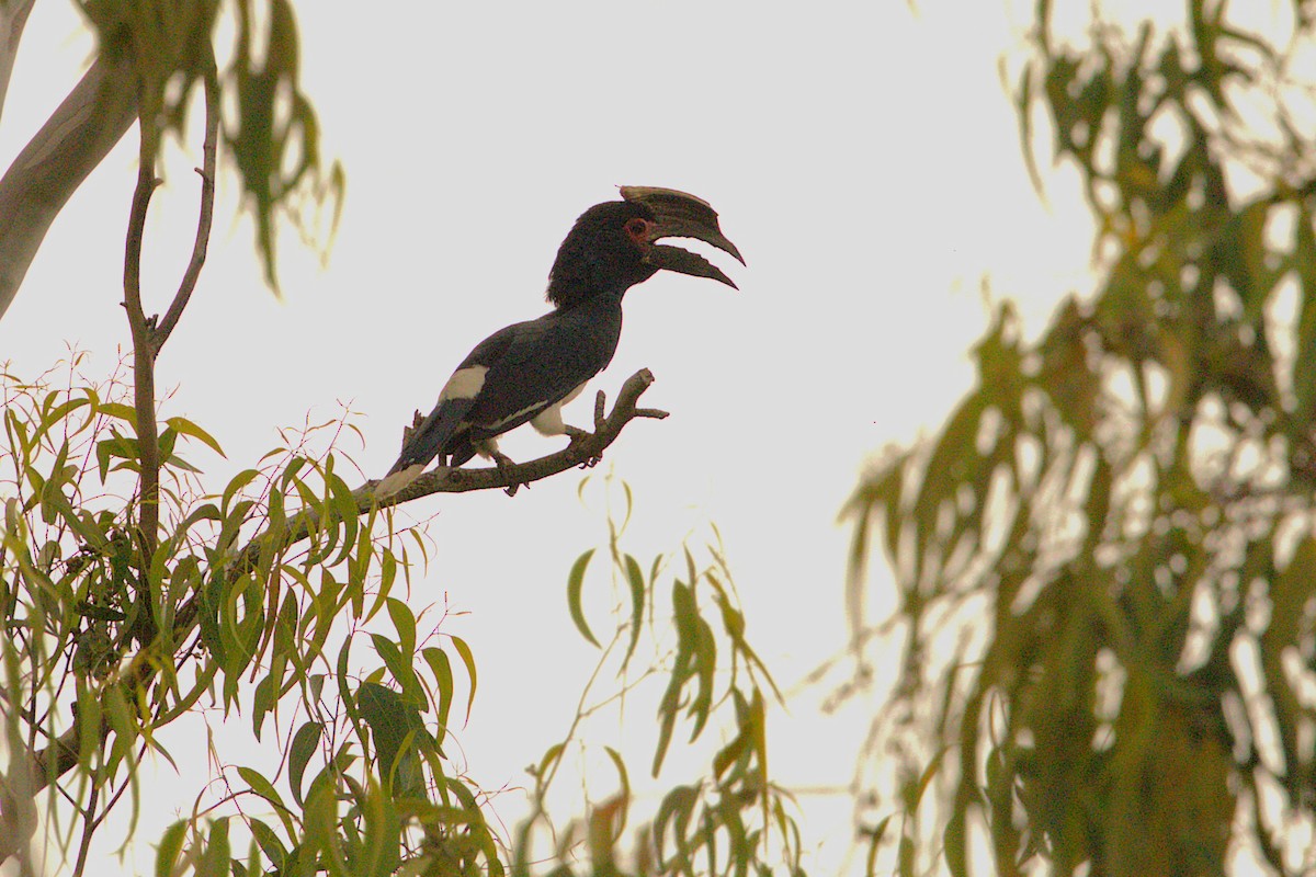 Trumpeter Hornbill - ML647135854