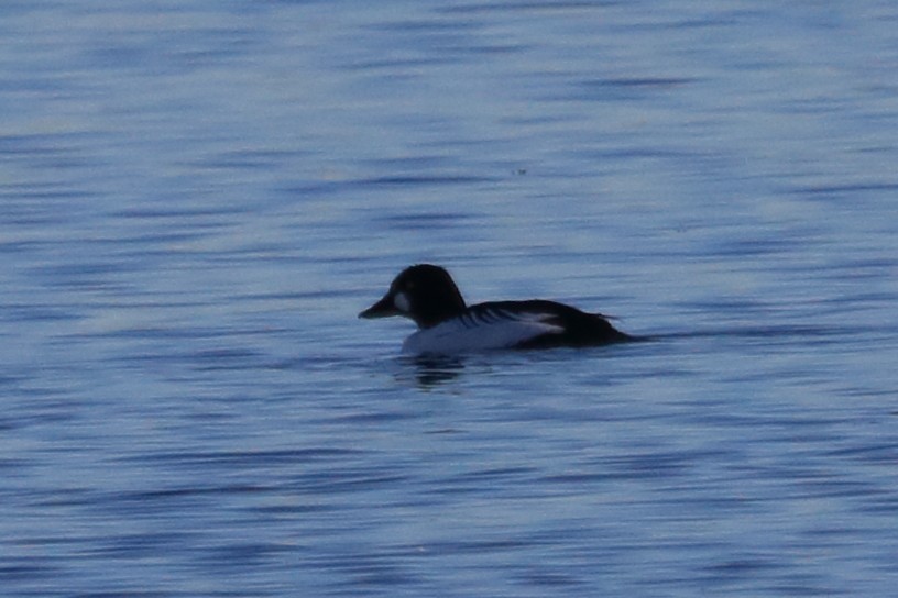 Common Goldeneye - ML647135855