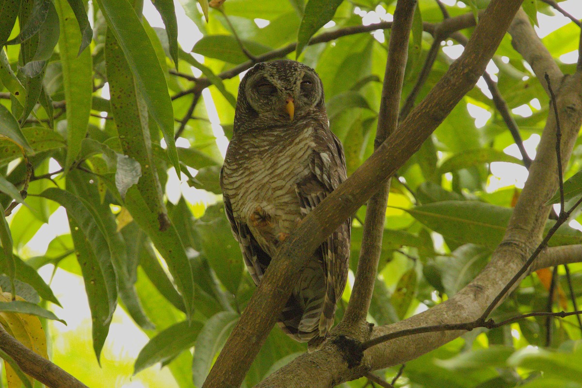 African Wood-Owl - ML647135856