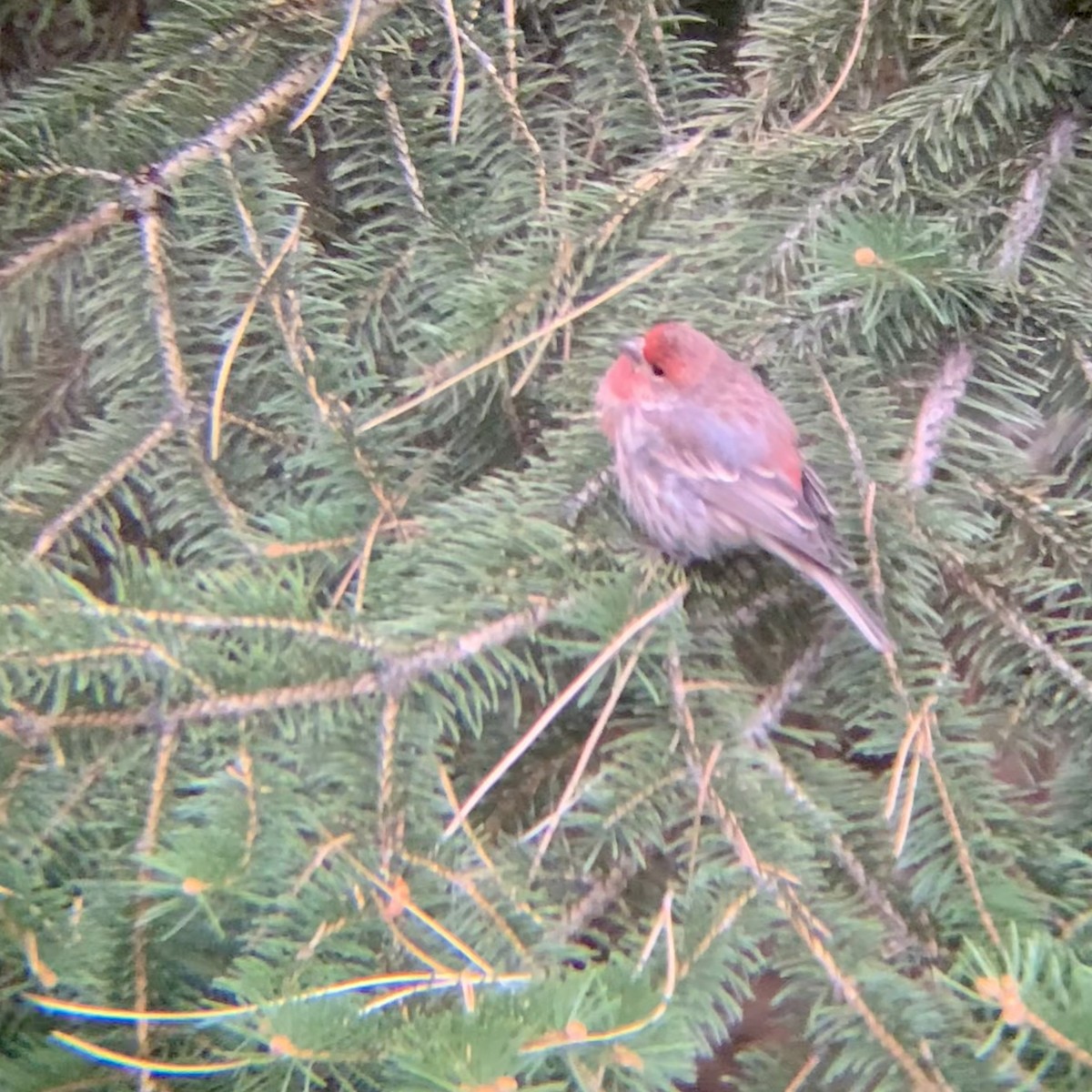 Roselin familier - ML647135871