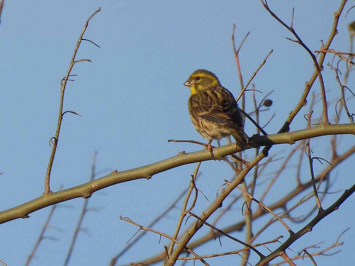 Girlitz - ML647135872