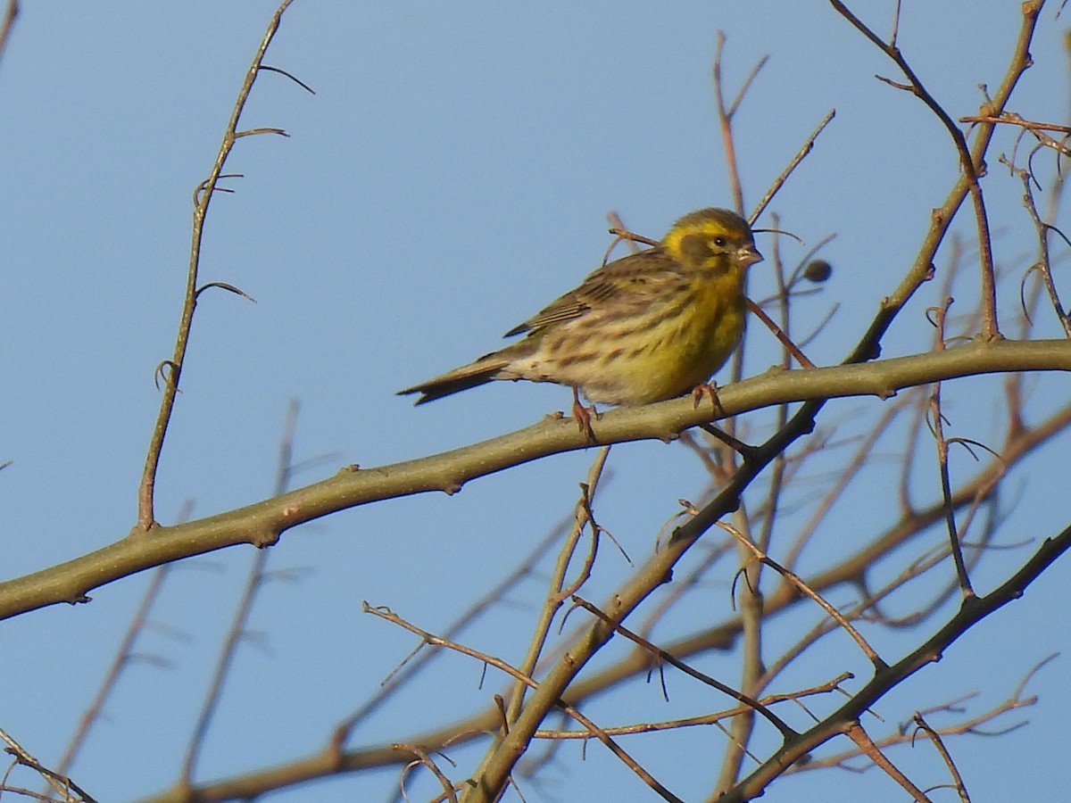 Girlitz - ML647135875