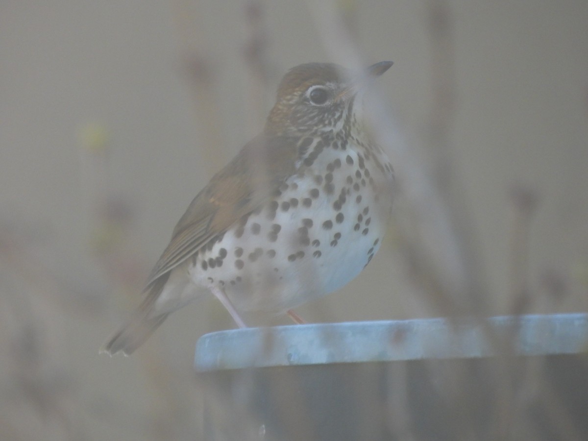 Wood Thrush - ML647135877