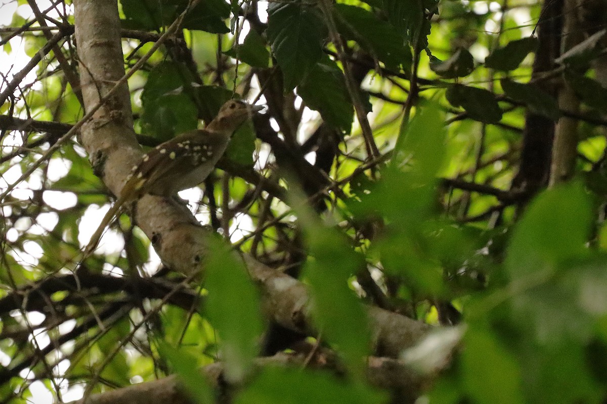 Eastern Nicator - ML647135880