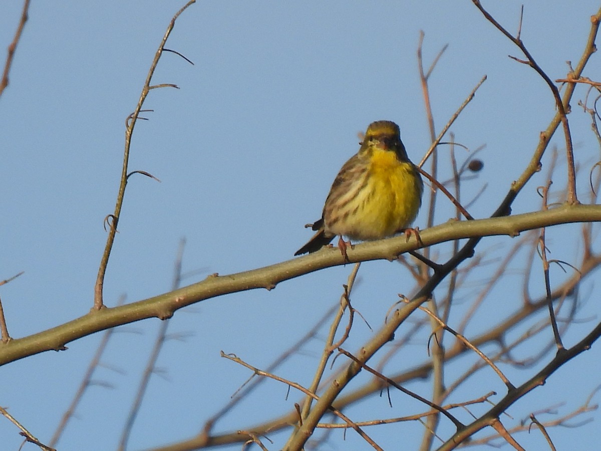 Girlitz - ML647135883