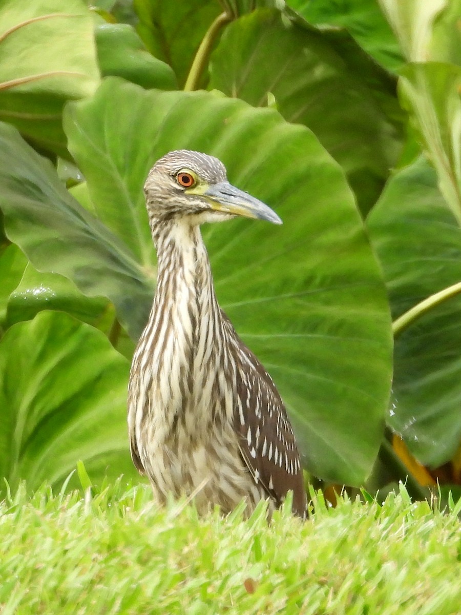 אנפת לילה - ML647135895