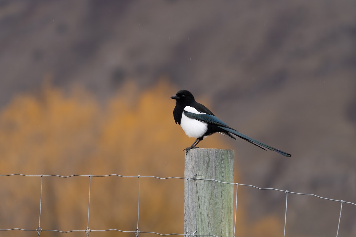 Mika iparramerikarra - ML647135898