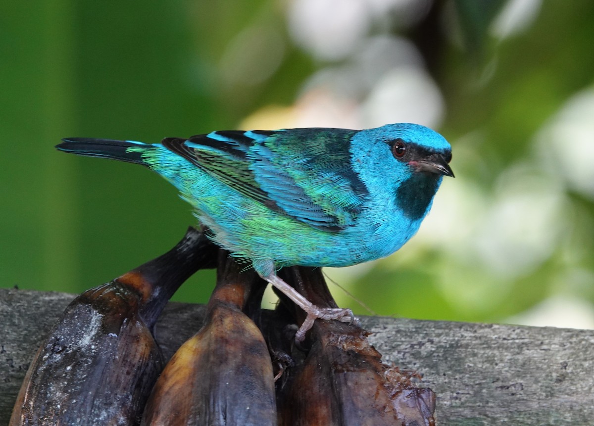Blue Dacnis - ML647135915