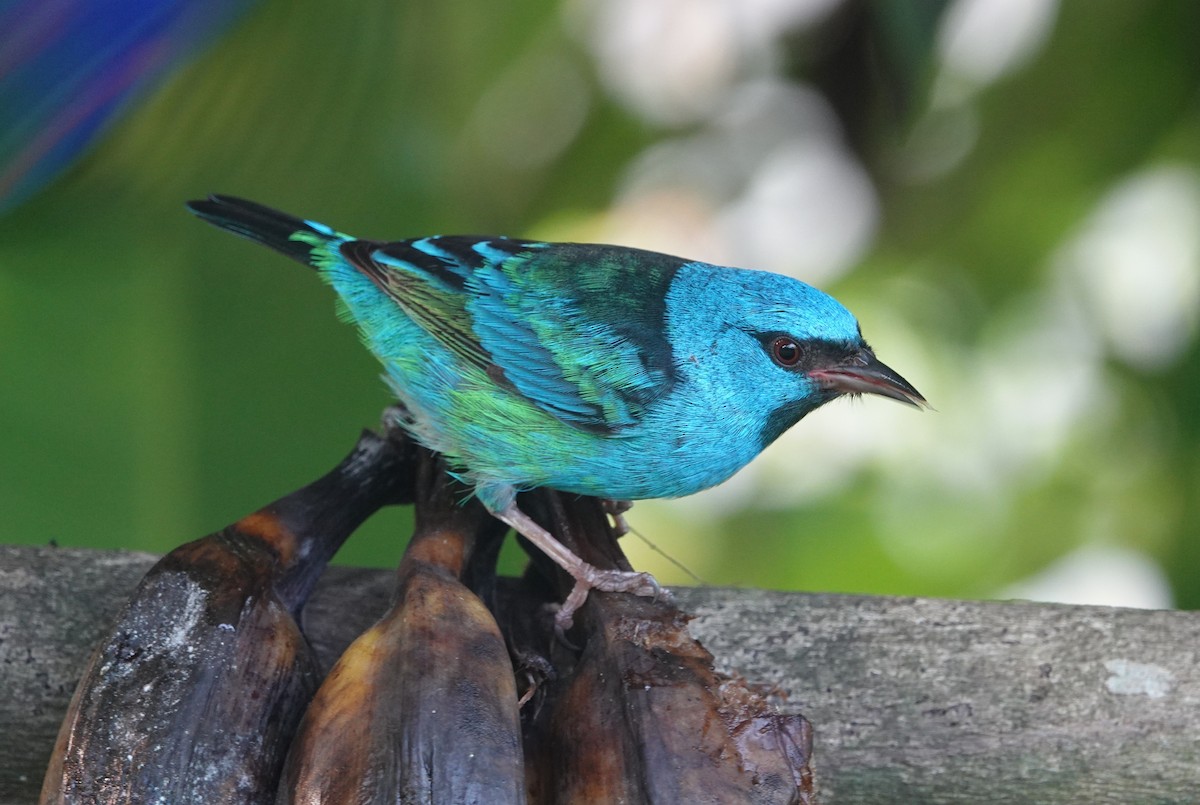 Blue Dacnis - ML647135916