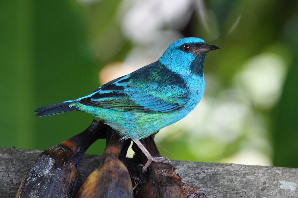 Blue Dacnis - ML647135917