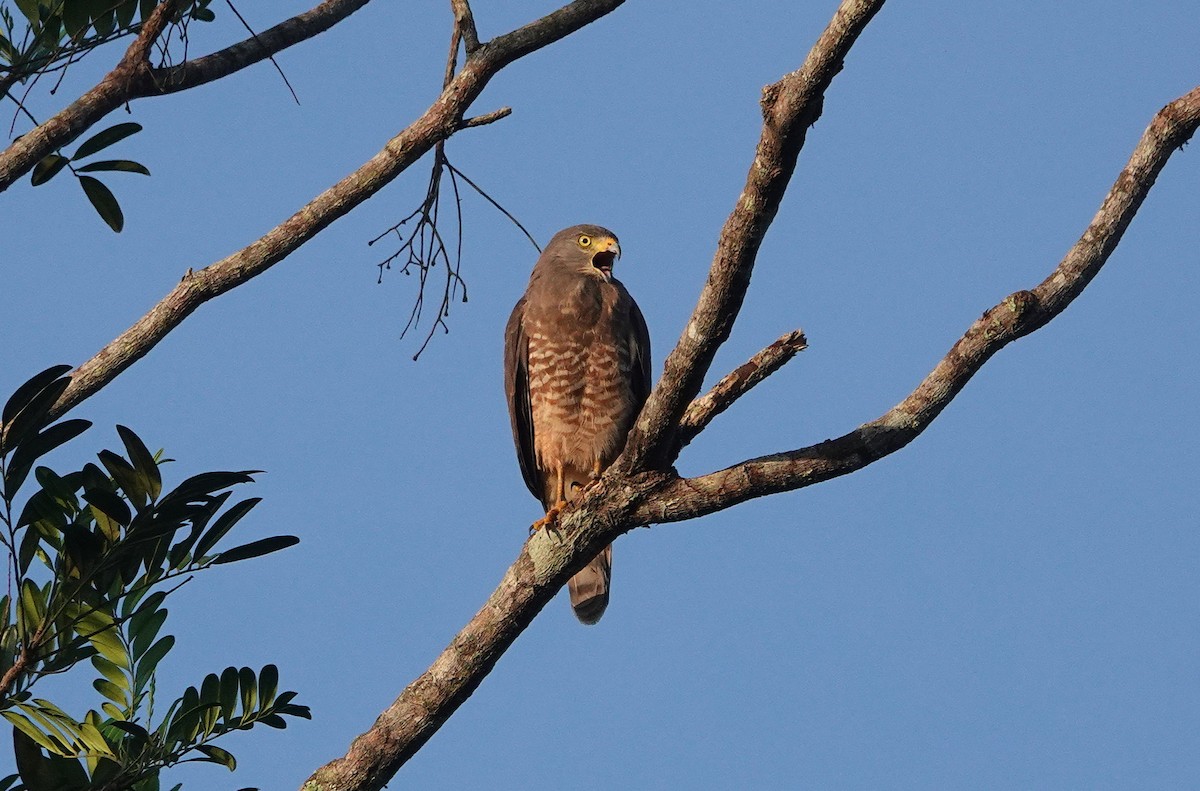 káně krahujová - ML647135925