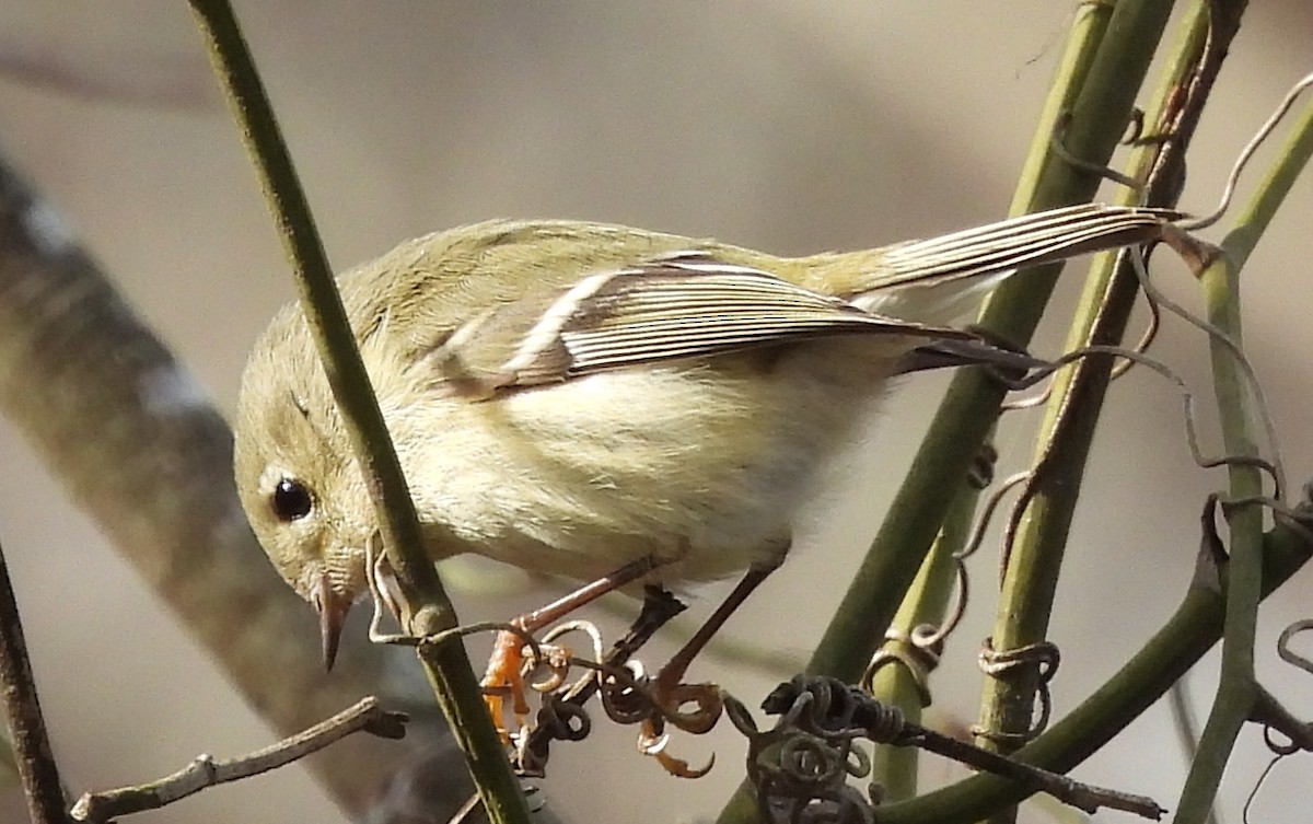Ruby-crowned Kinglet - ML647135934