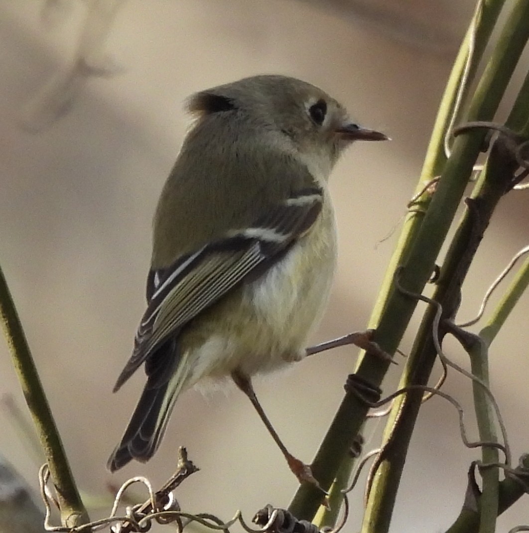 Ruby-crowned Kinglet - ML647135944