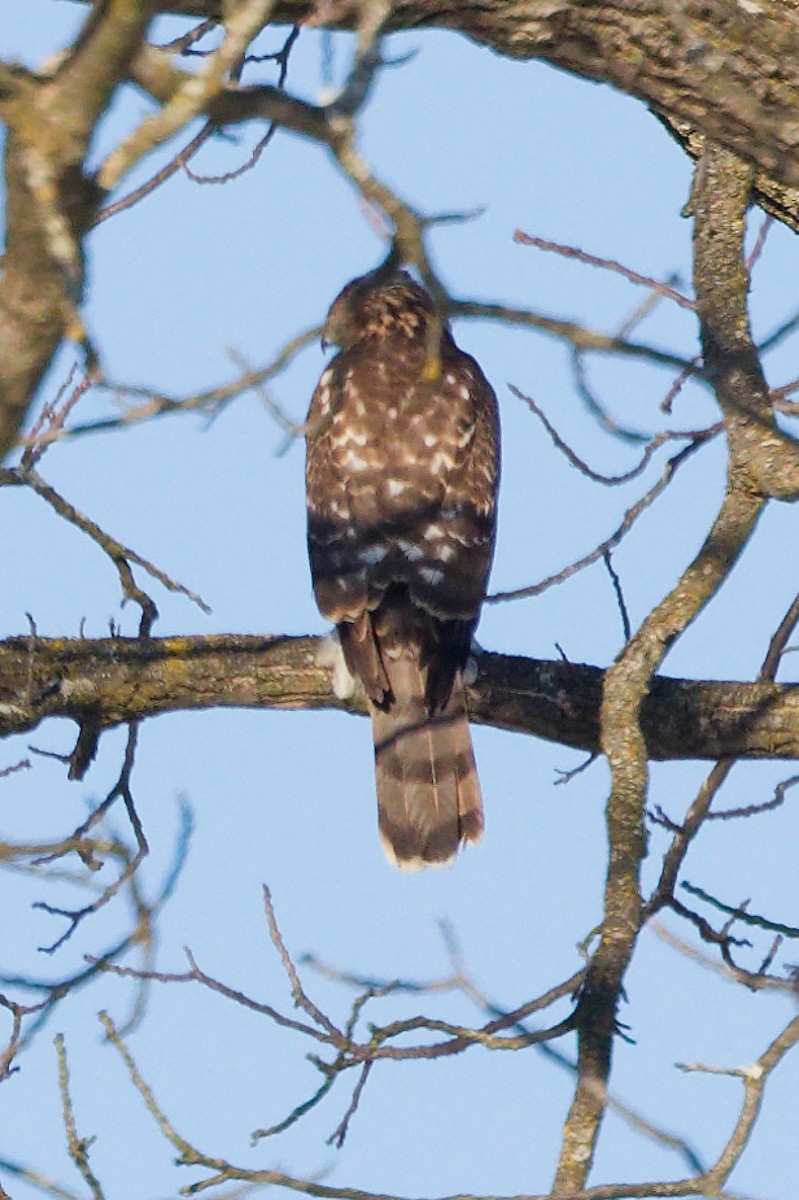 Cooper's Hawk - ML647135950