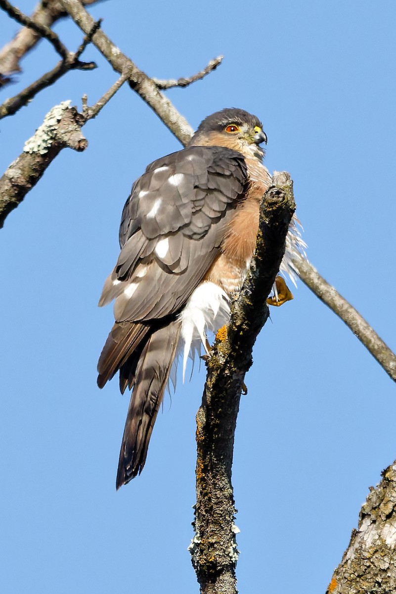 Cooper's Hawk - ML647135951