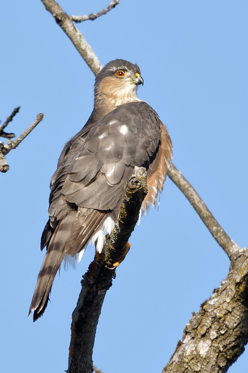 Cooper's Hawk - ML647135952