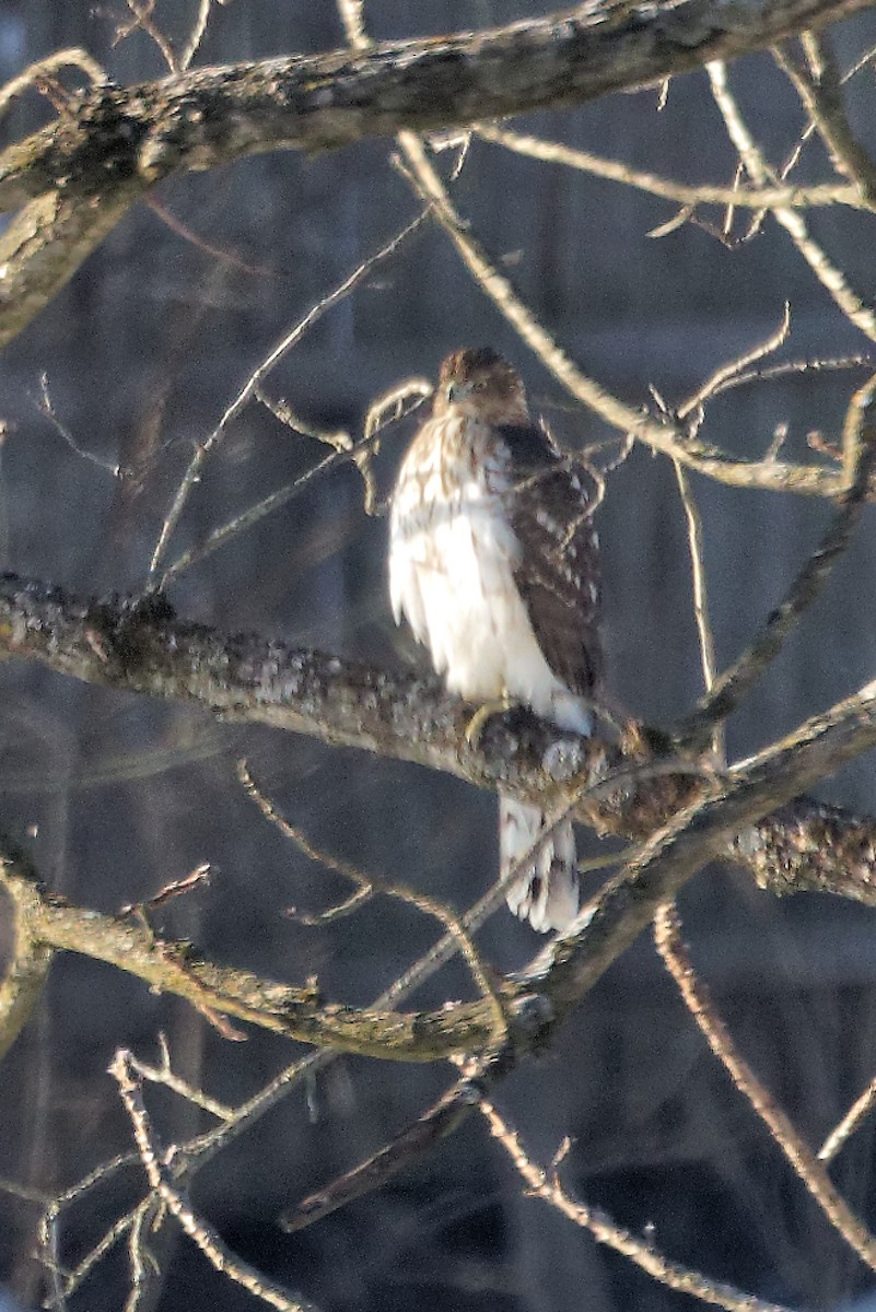 Cooper's Hawk - ML647135953