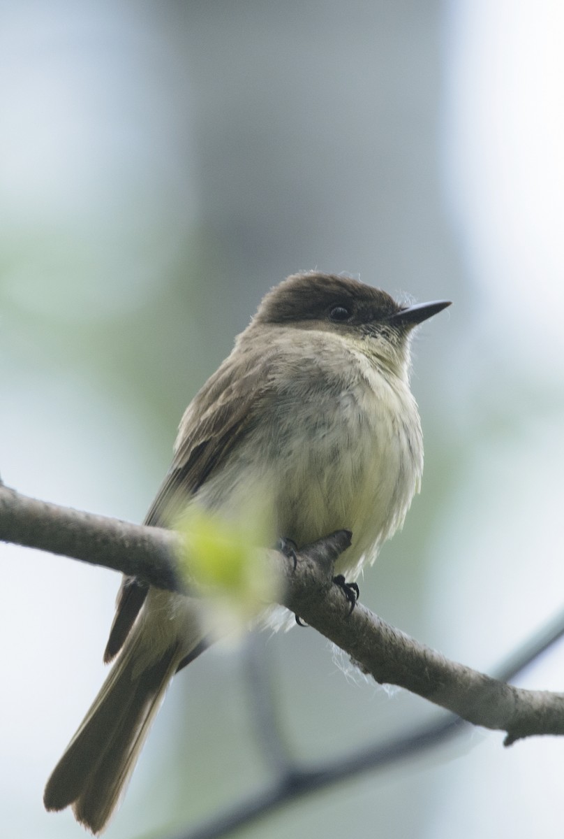 Eastern Phoebe - ML647135955