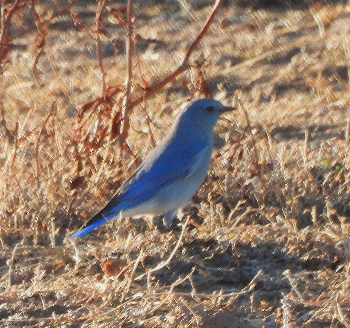 Mountain Bluebird - ML647135956