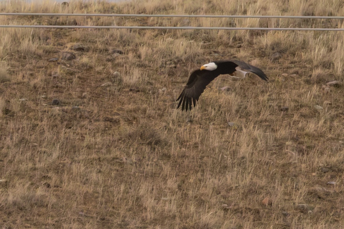 Itsas arrano buruzuria - ML647135957