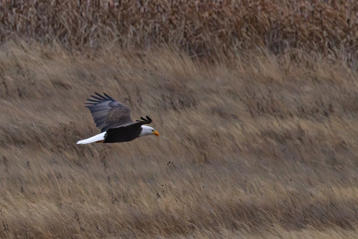 Itsas arrano buruzuria - ML647135958