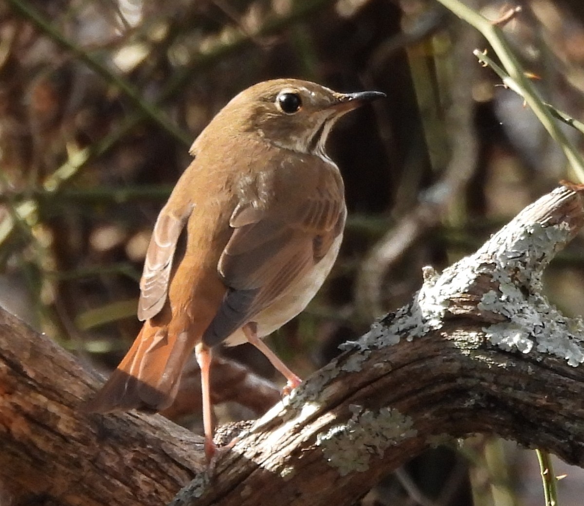 Hermit Thrush - ML647135960