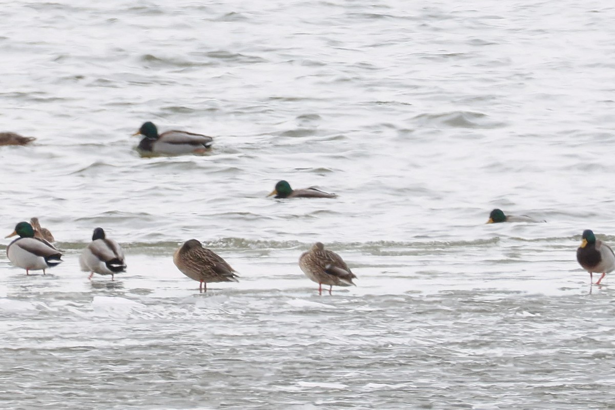 Basahatea - ML647135963